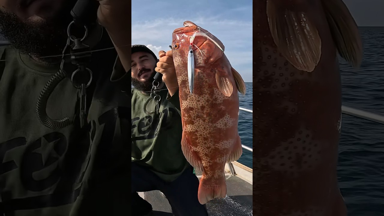 Coral Trout caught on the Majorcraft Jigpara Semilomg 60g! #offshore #fishing #jigging