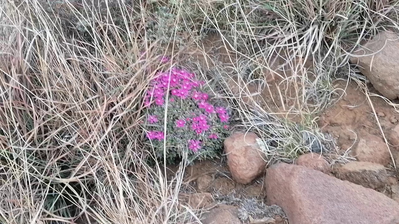 ANTIMIMA RARE SUCCULENT ON TOP OF THE MOUNTAIN
