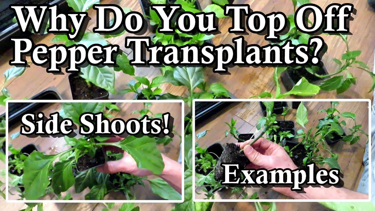 Topping Pepper Transplants for Stronger More Productive Plants: How, When, Why, & Which Ones!