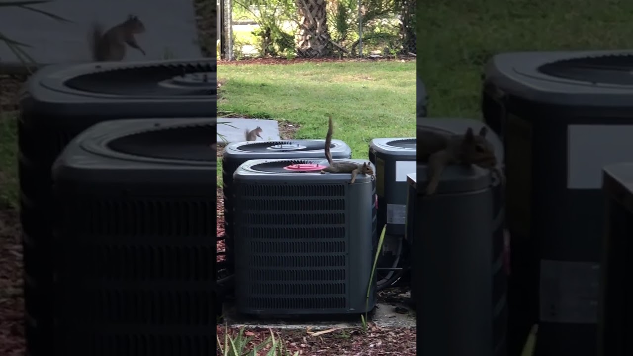 Squirrel On A/C Unit
