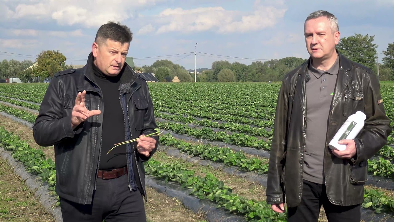 Jak zwalczyć rozłogi na plantacji truskawek, jakie są dostępne herbicydy w truskawce?