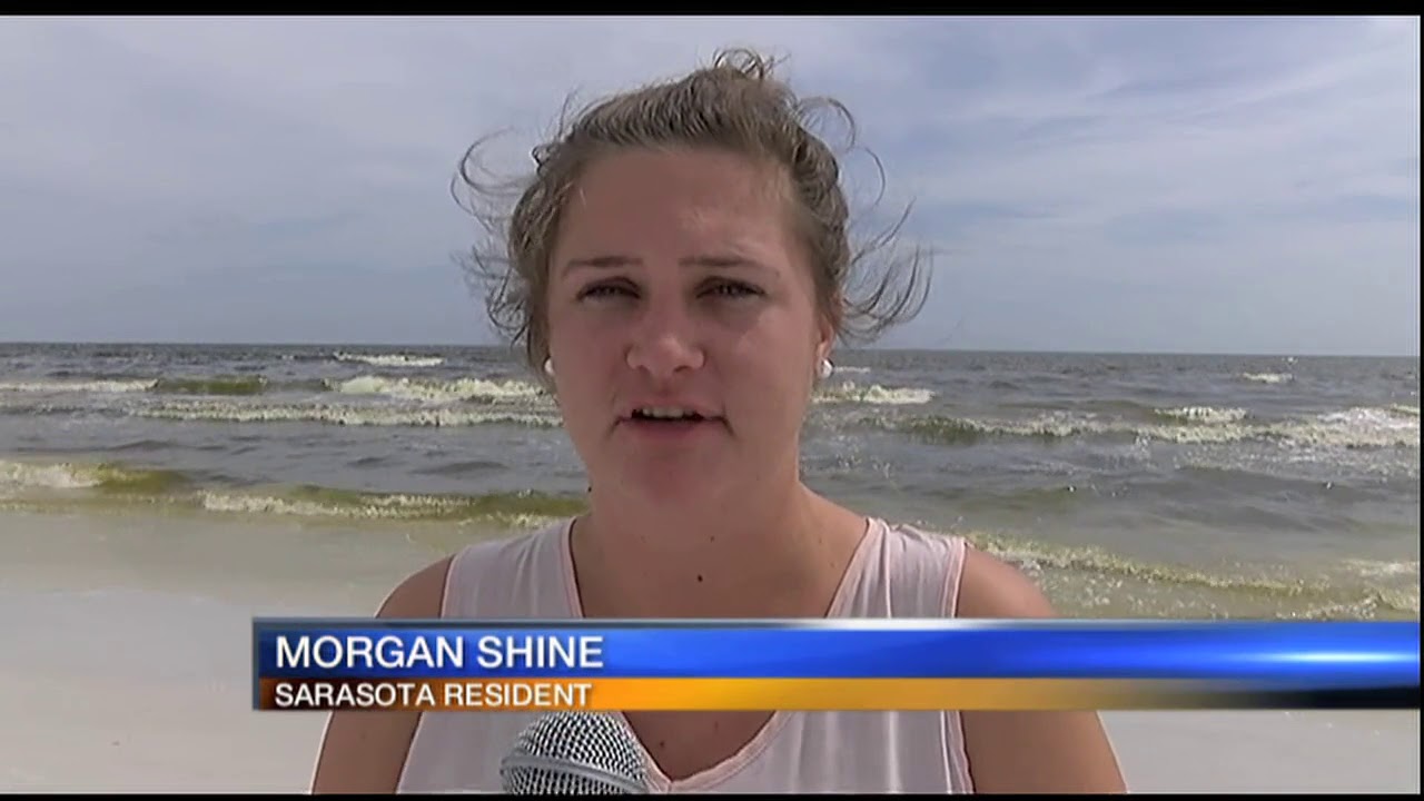 Video: Hundreds Of Dead Fish On Siesta Key