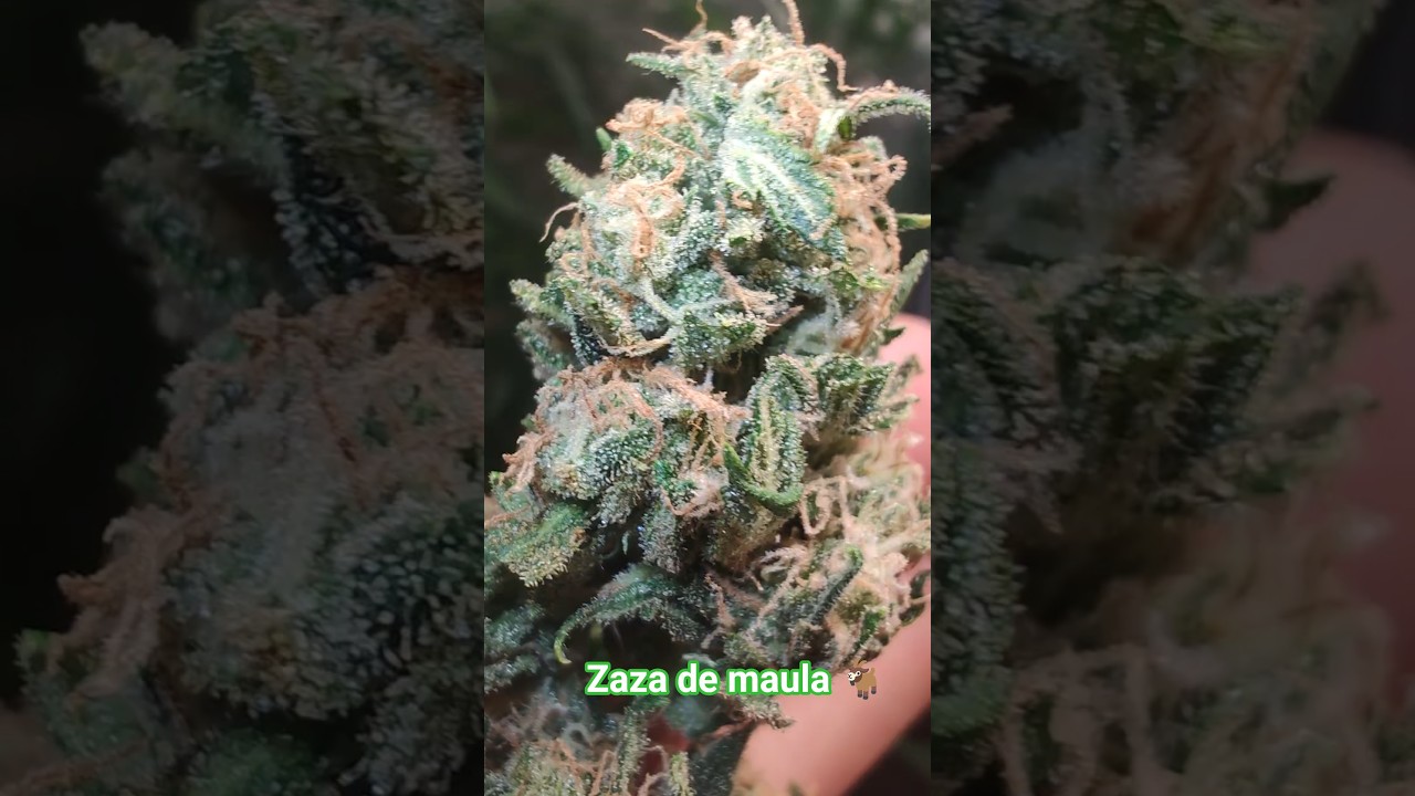 zaza de maula ,  de un amigo !