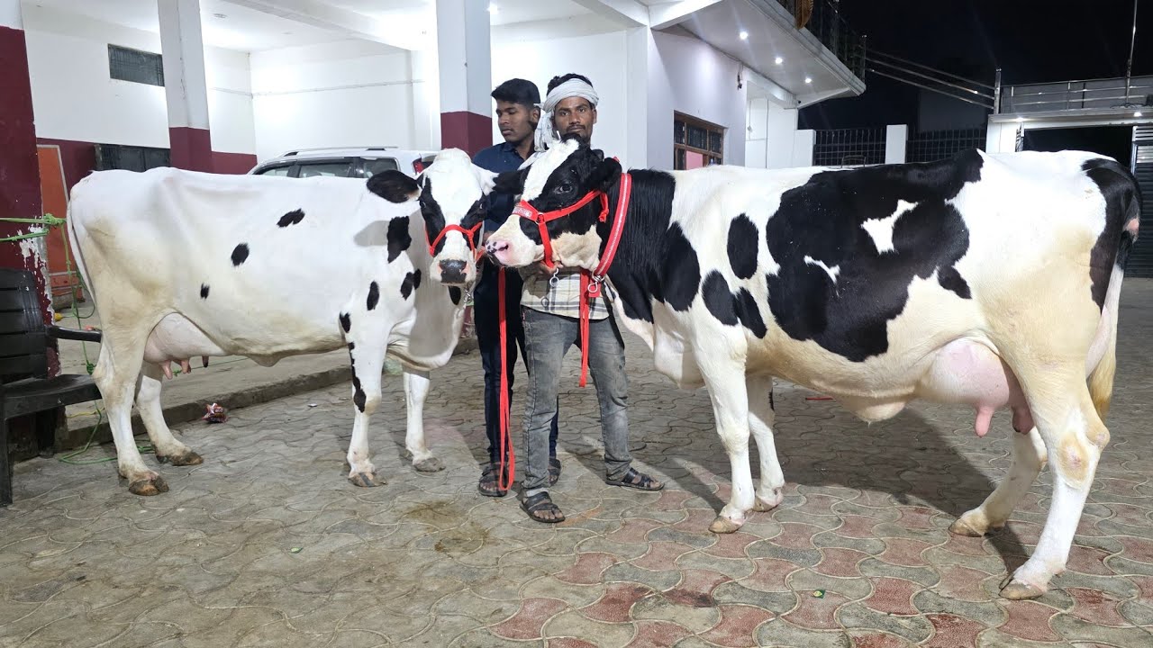 💥होली स्पेशल!HF,Jersey,CrossBreed की जोरदार गाय बिक्री के लिए 9936366262,8127933448,8127932875