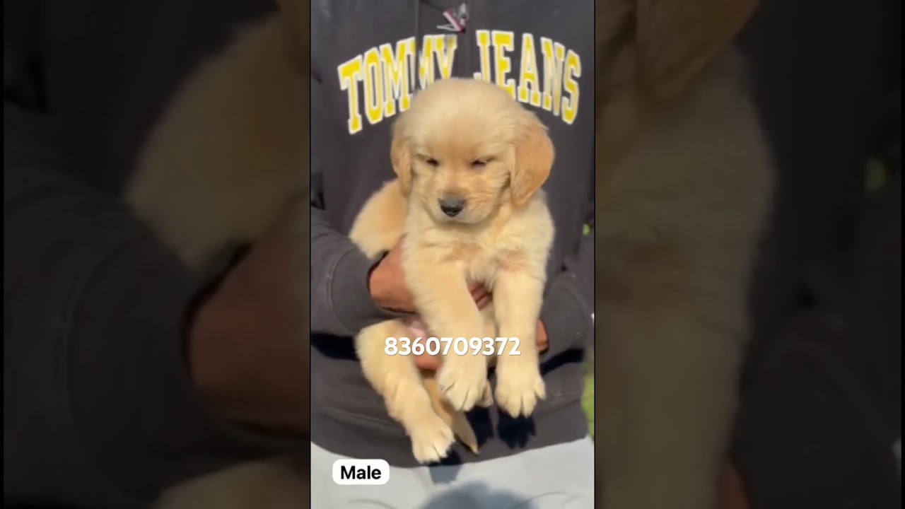 Low price golden retriever puppy available in Jalandhar/cheapest dog market in Punjab 