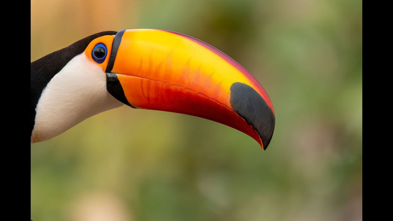 A la découverte du Pantanal - Film complet
