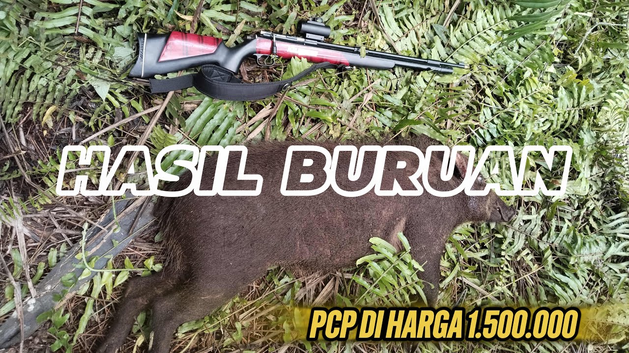 TES HASIL BURUAN 🐗🐗 PCP KALIMOSODO BIG GAMME 5000psi harga 1.500