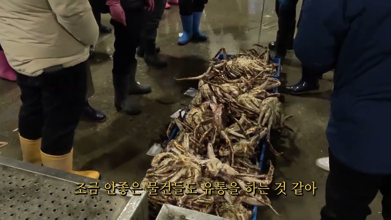 [4k][260124] 🦀대게 킹크랩의 제철은 언제일까요? 😘수율 좋은 대게 고르는 법! 노량진 수산시장 경매장 산책😎