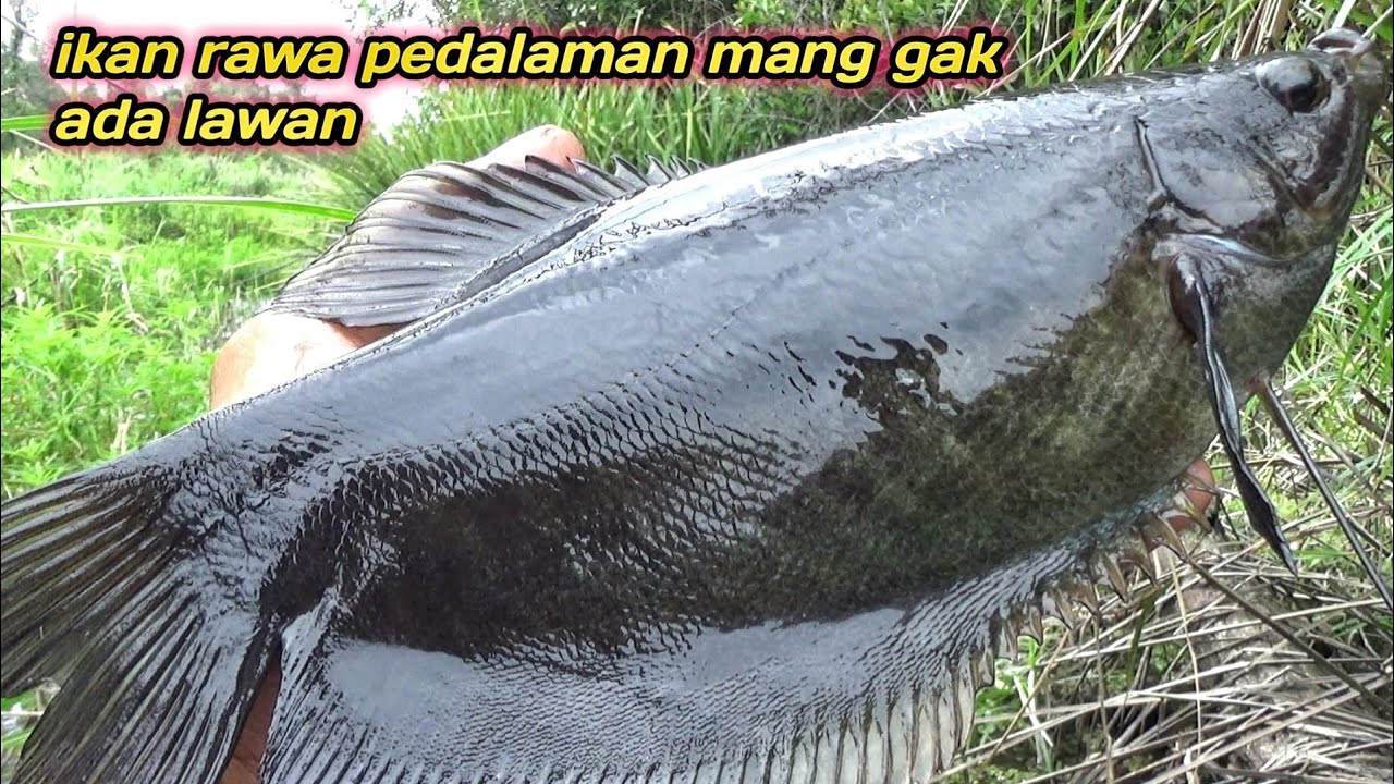 SEPERTI INI KAH,IKAN PURBA IKAN NYA HITAM DAN  BESAR,MANCING SEPAT SIAM