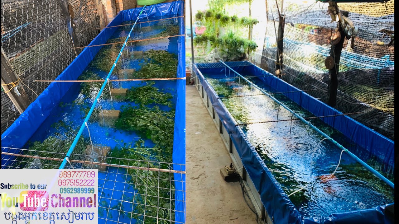 គួរប្រេីតង់ប្រភេទនេះក្នុងការចិញ្ចឹមបង្កងដៃវែង&បង្កងអូស្រ្តាលីទឹកសាប/បង្កងអ្នកខេត្តសៀរាប🦞089777709🙏🏻🔔
