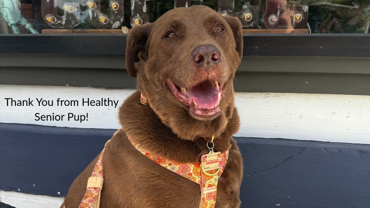 Real Life Senior Dog Weight Loss Tips & Product Recommendations