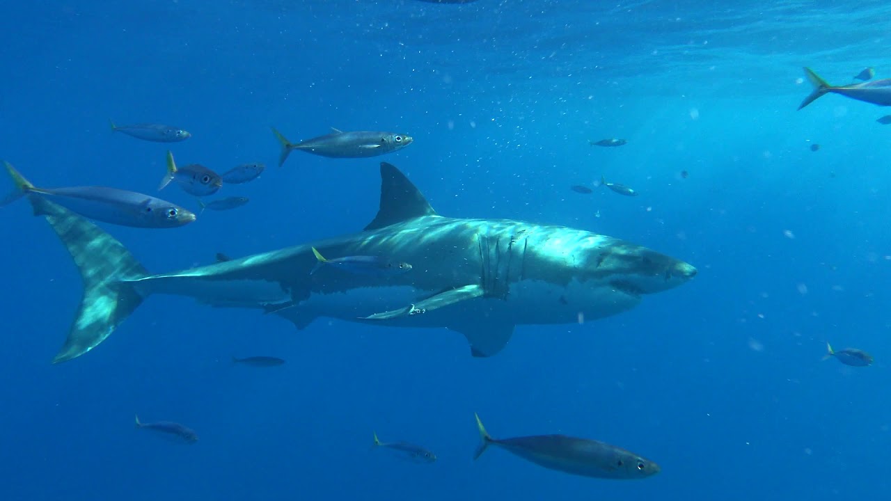 Guadalupe Island Great White Sharks