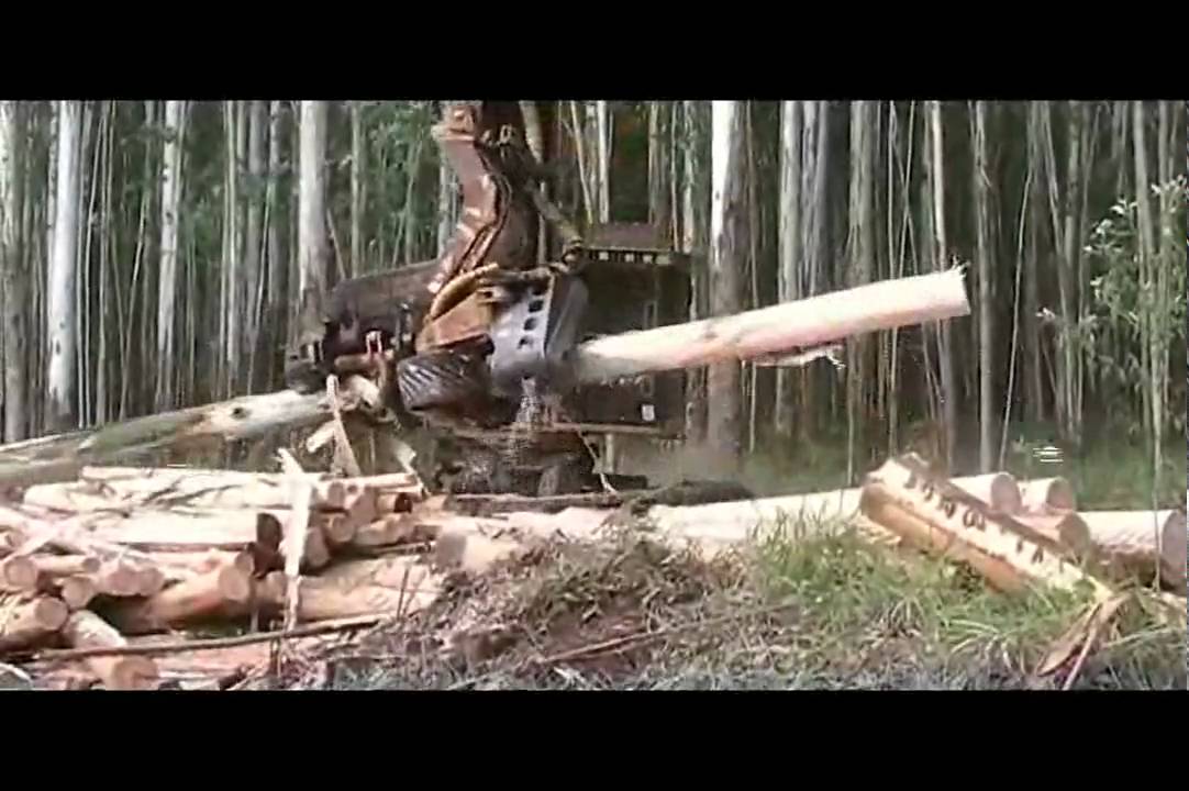 Tigercat TH575 harvesting head eucalyptus processing applications in Australia and Brasil Part One