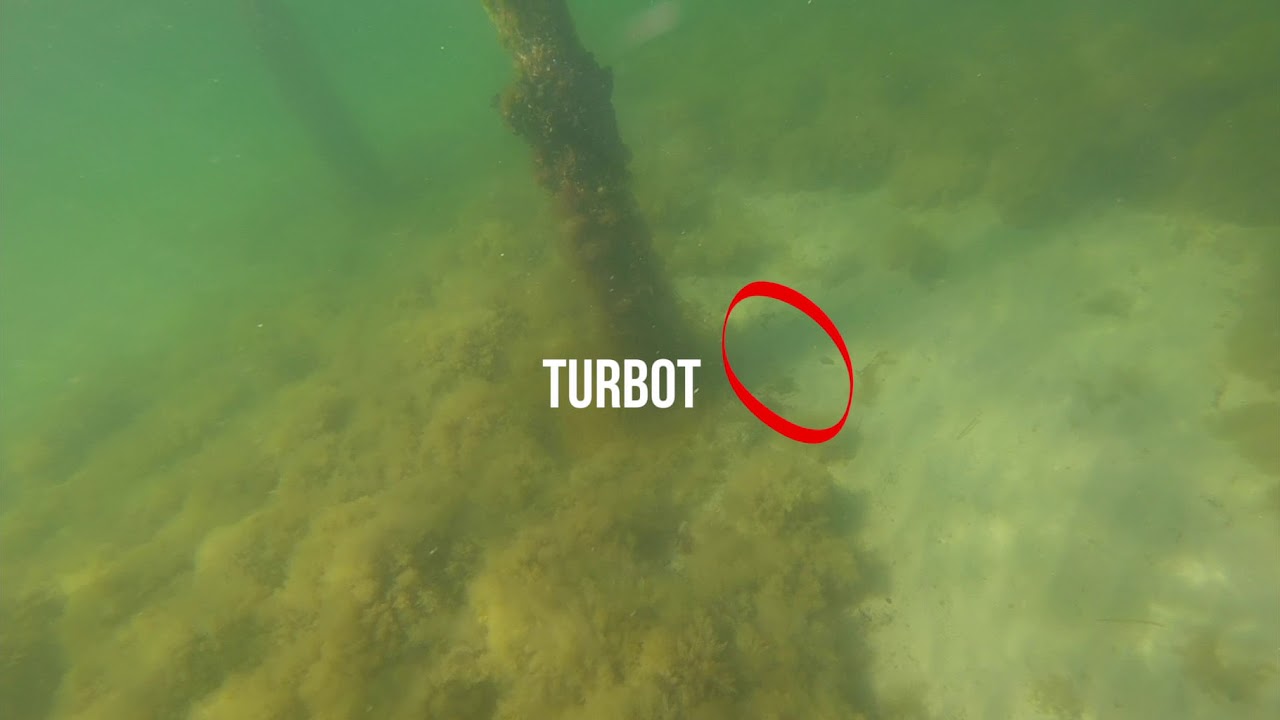 Spearfishing in Denmark Episode 1 -Turbot