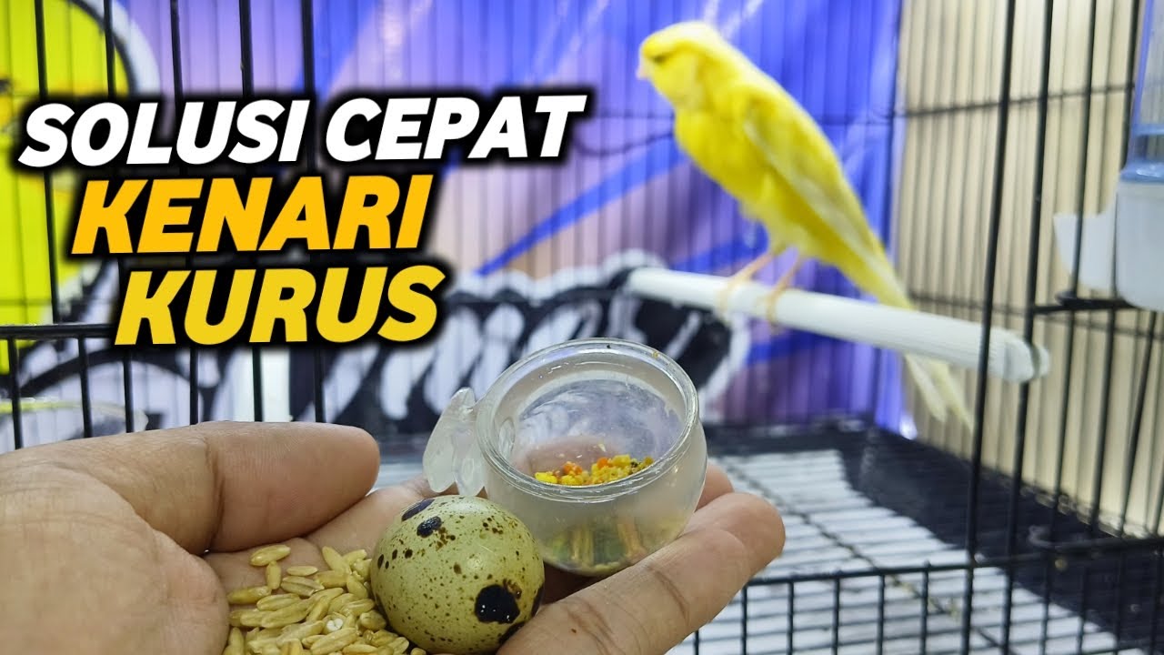 CARA CEPAT MENGGEMUKKAN KENARI KURUS DALAM HITUNGAN HARI