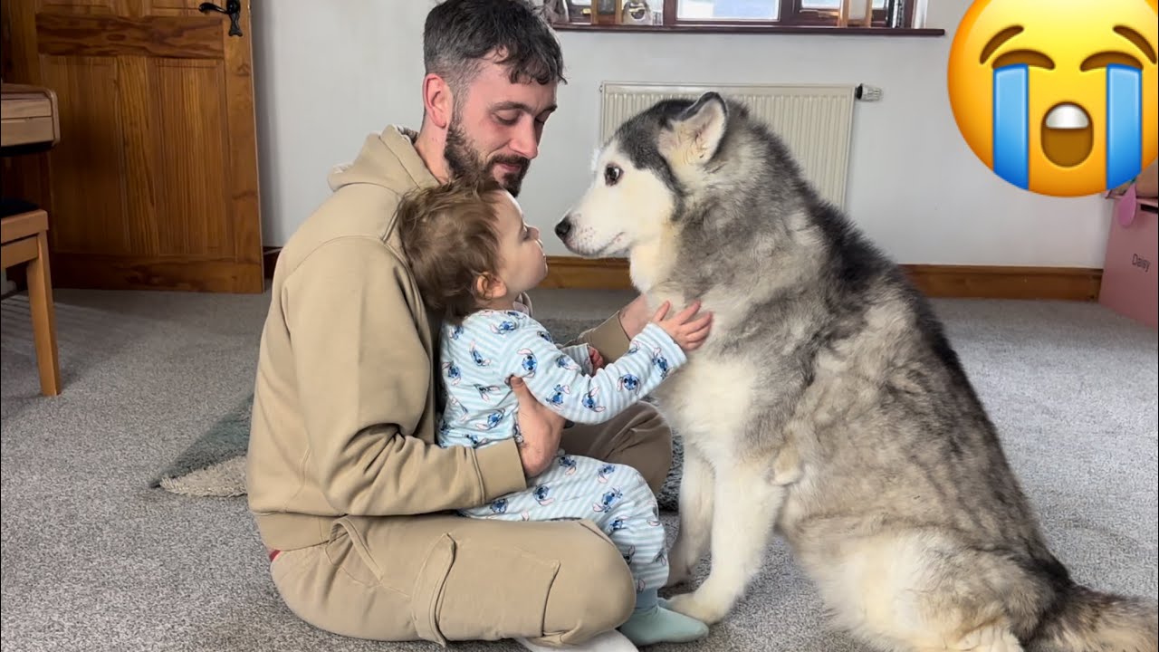 Grumpy Baby REFUSES To Share HER Husky With Dad!😂💖. [CUTEST VIDEO EVERRR!!]