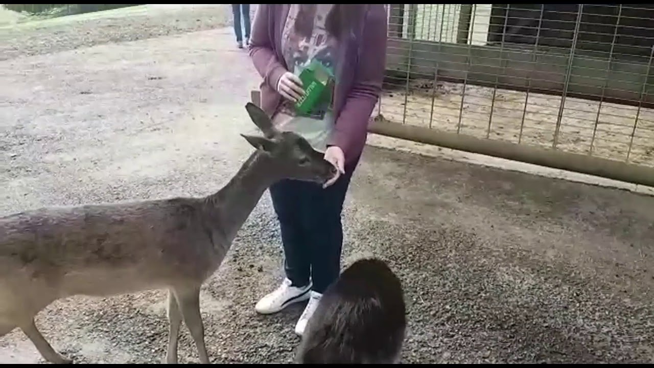 Meine Kaninchen und ihre Haltung - SPECIAL #1 [Ausflug zum Wild- und Erlebnispark in Daun :TEIL 1:]
