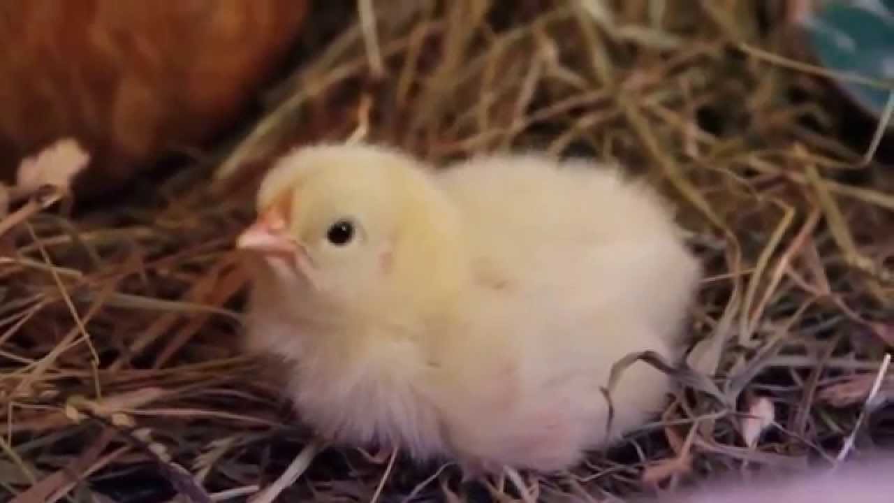 pollitos naciendo con la gallina !! INCREIBLE !!
