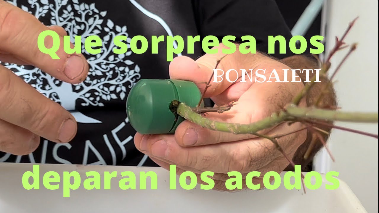 Que sorpresa nos deparan los acodos