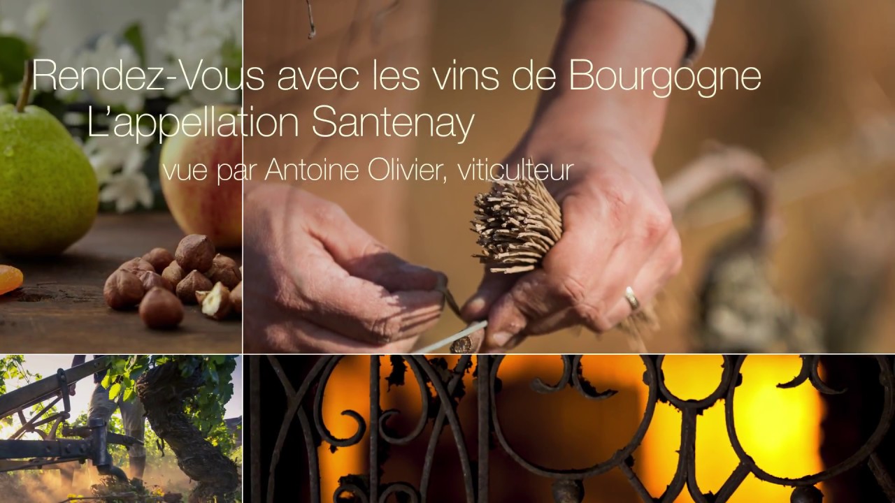 L’appellation Santenay vu par Antoine Olivier