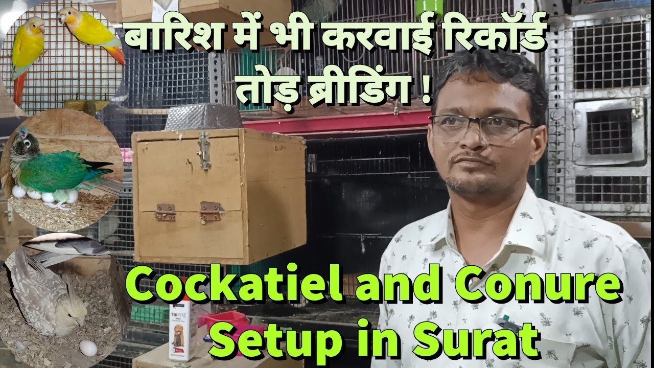 Surprising Exotic Birds Breeding Progress in monsoon | Tips by JB Exotics, Surat, Gujarat