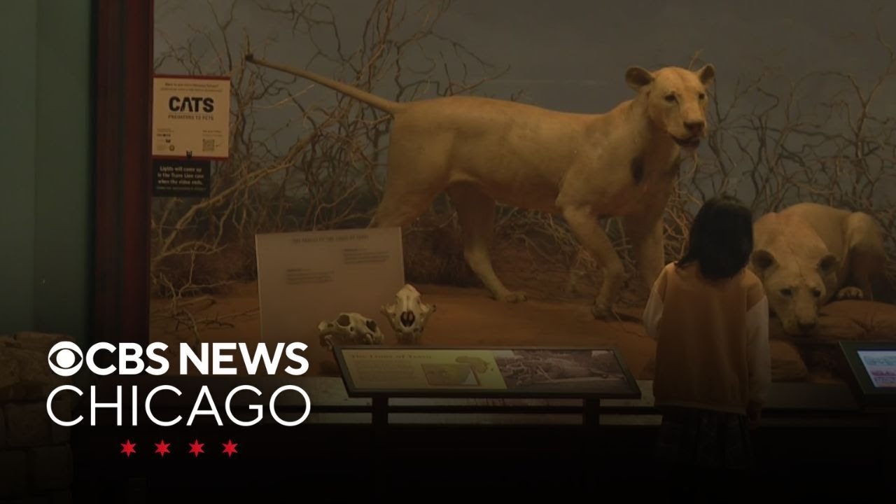 Field Museum expert tells story of the Lions of Tsavo