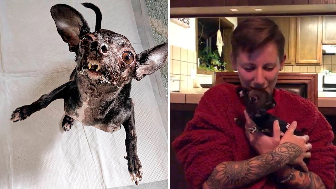 💓 Perrita con necesidades especiales encontró su hogar ideal