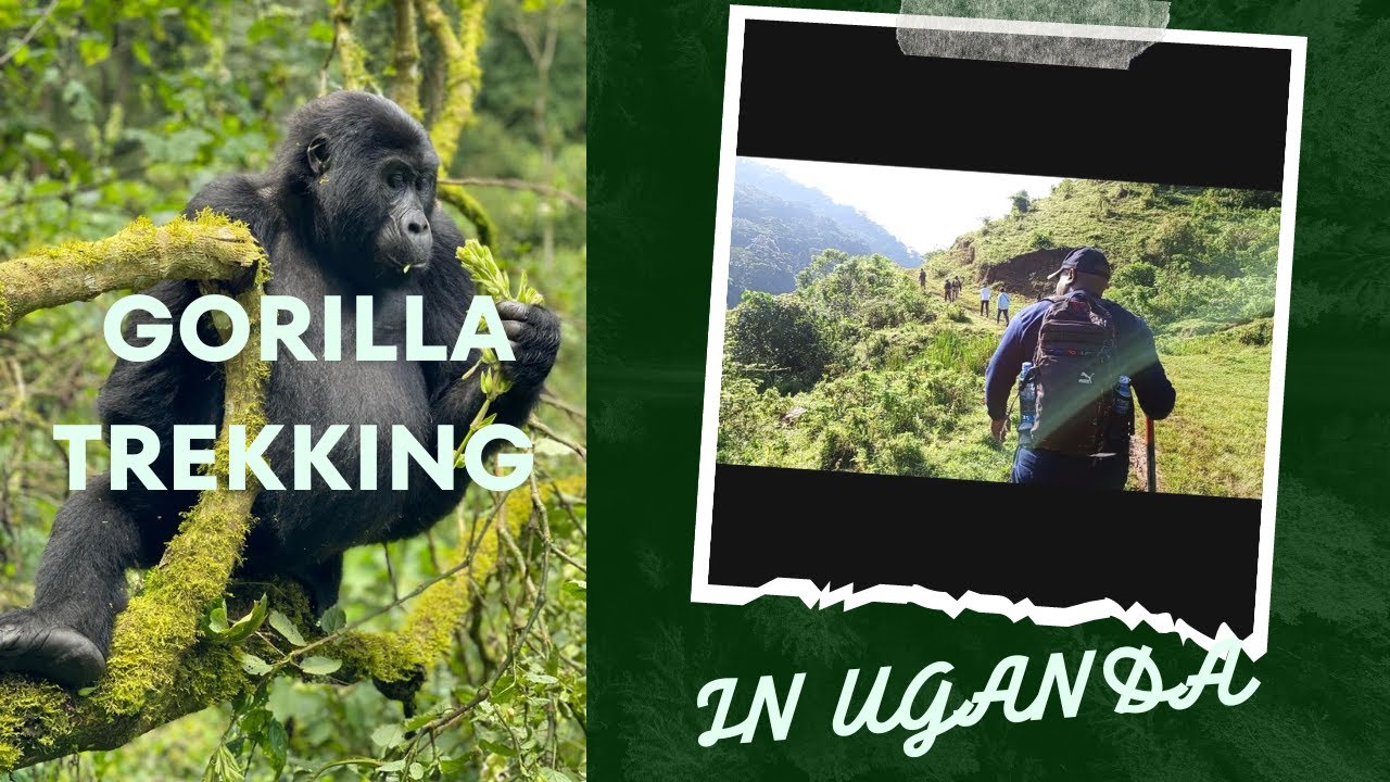 Gorilla Trekking in Bwindi impenetrable forest -Uganda