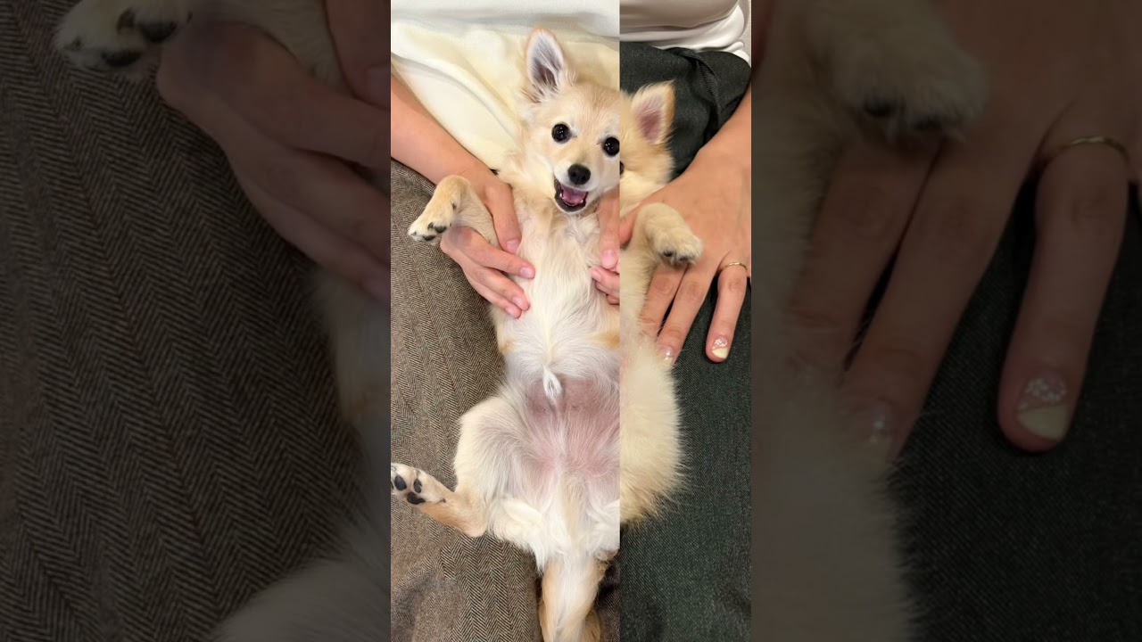 タヌキからキツネへ華麗なる変身！#チワポメ #ポメチワ #子犬 #愛犬