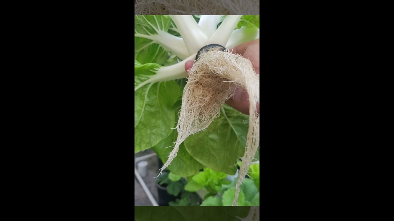 DIY kebun bandar hidroponik