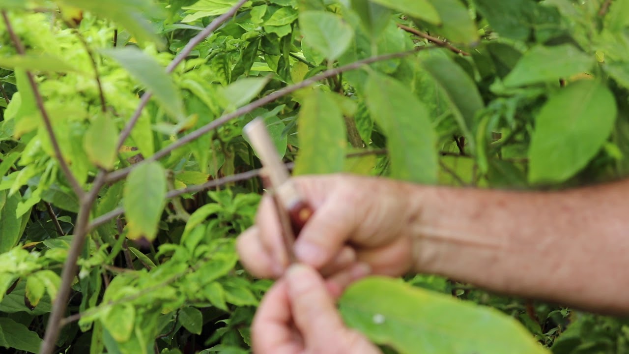 Injerto de chirimoya en anon, árboles frutales, Port San Lucie, Florida