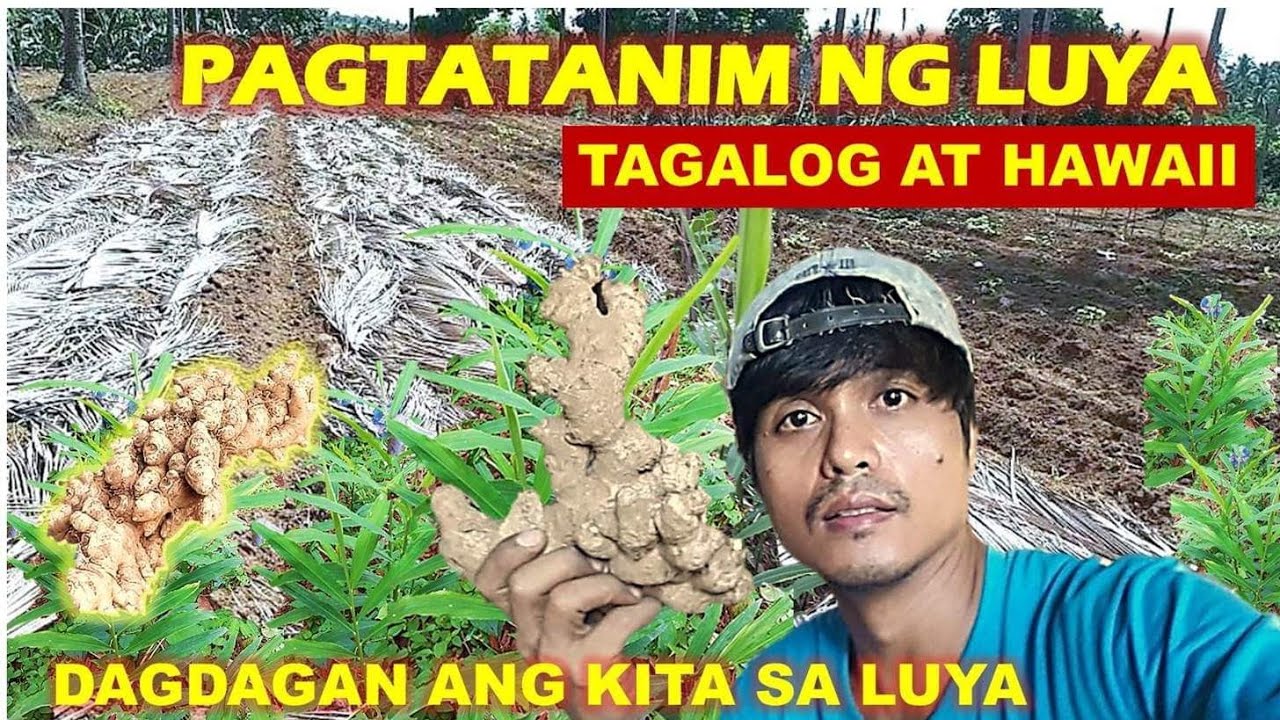 PAANO MAGTANIM NG LUYA NA TAGALOG AT HAWAII, ANO ANG KAIBAHAN NG DALAWA