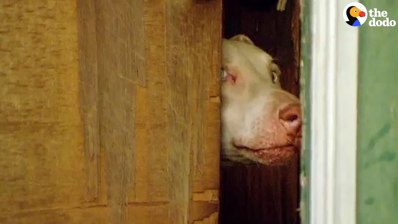 Starving Dog Gets Rescued And Finds A New Home | The Dodo