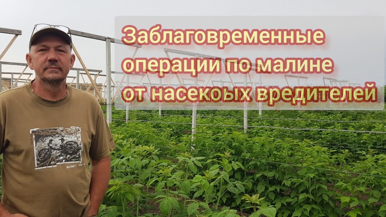 Контроль насекомых вредителей на малине
