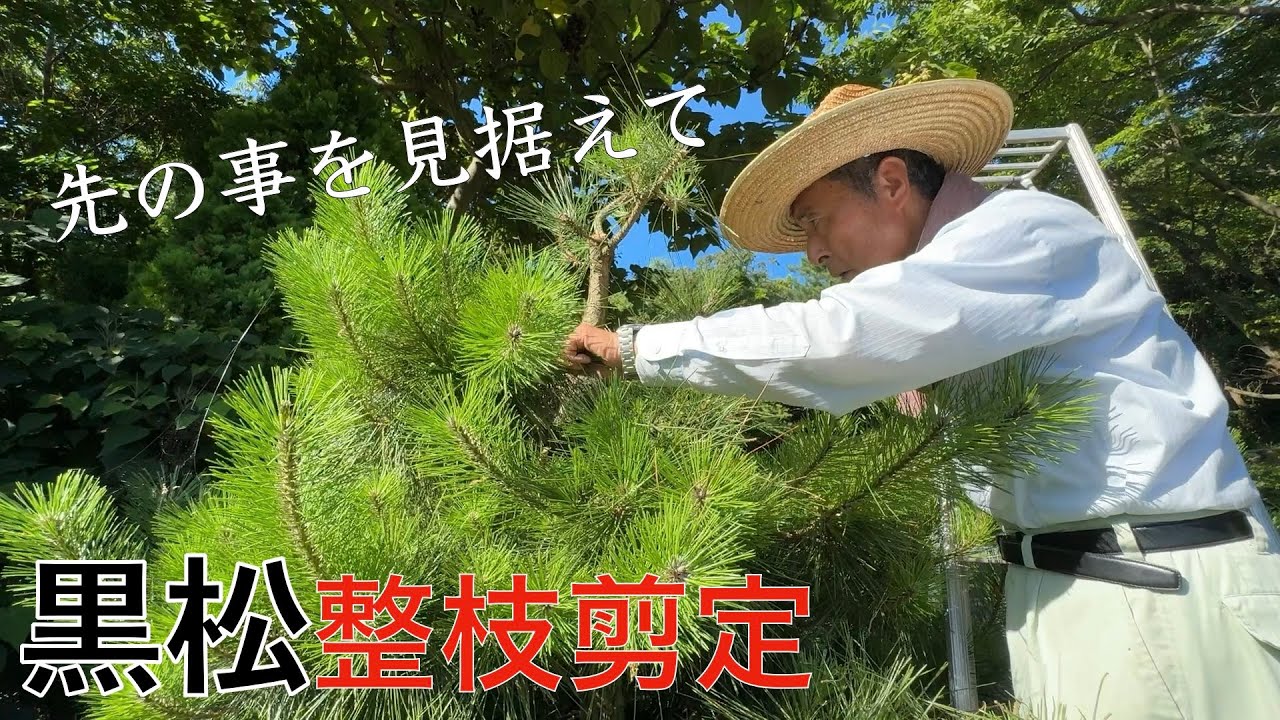 【先の事を見据えて】２年放置した黒松を整枝剪定する！