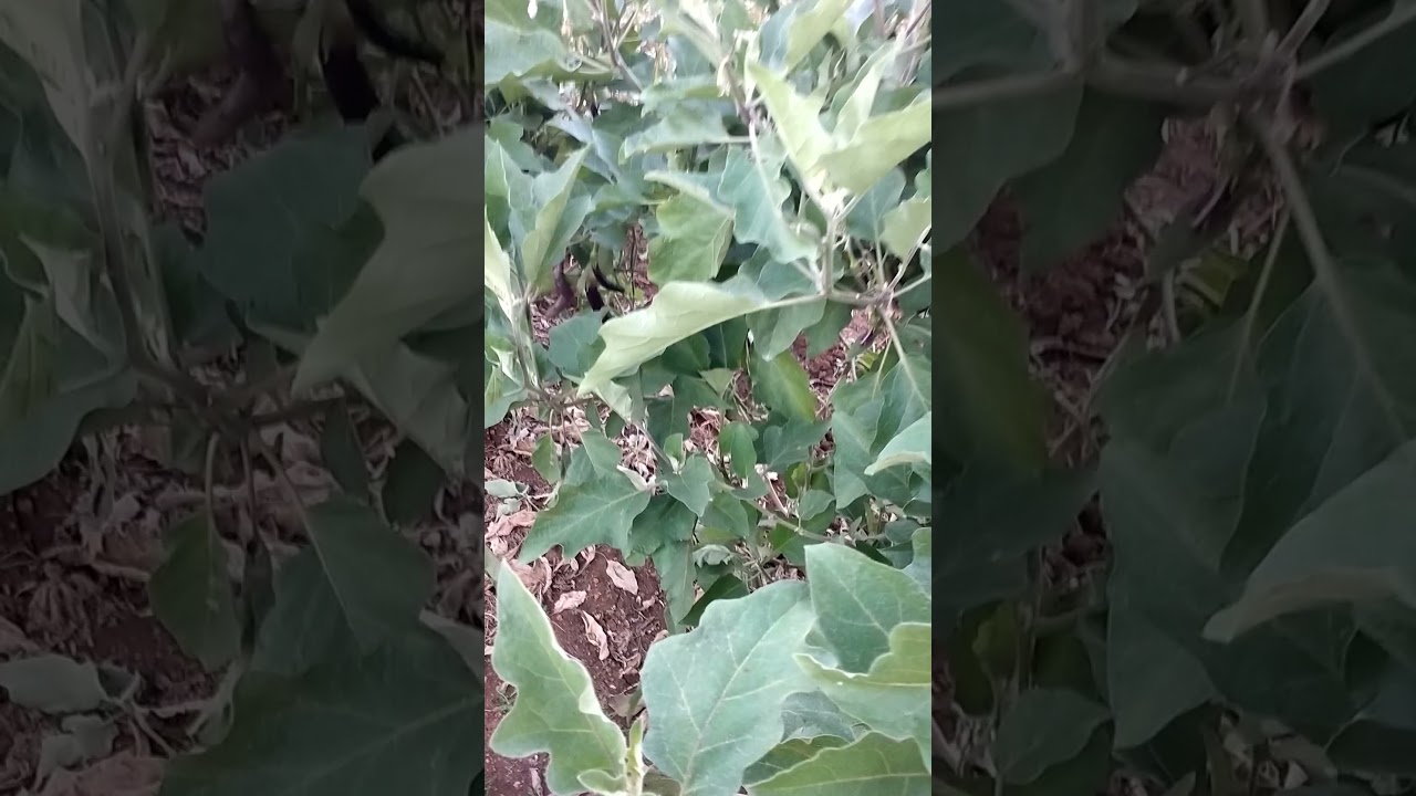My Organic farming in Kuragallu