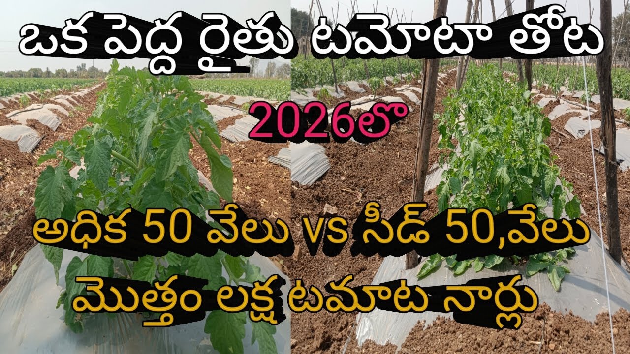 2026లొ ఒక పెద్ద రైతు టమాటా తోట అధిక 50 వేలు vs సీడ్ 50,వేలు మొత్తం లక్షనార్లు