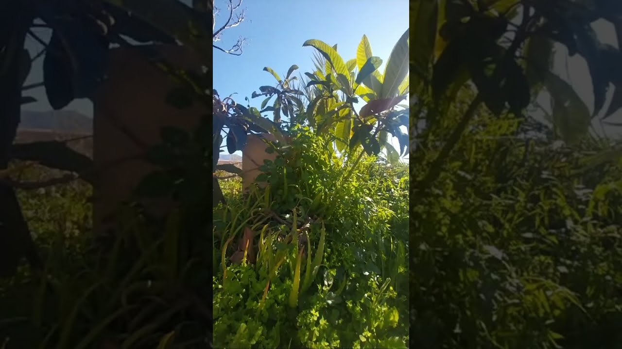 ASMR Nature Live 🌿 | Pájaros Cantando & Árboles al Viento 🌳🐦 | Relax, Study & Sleep Ambience