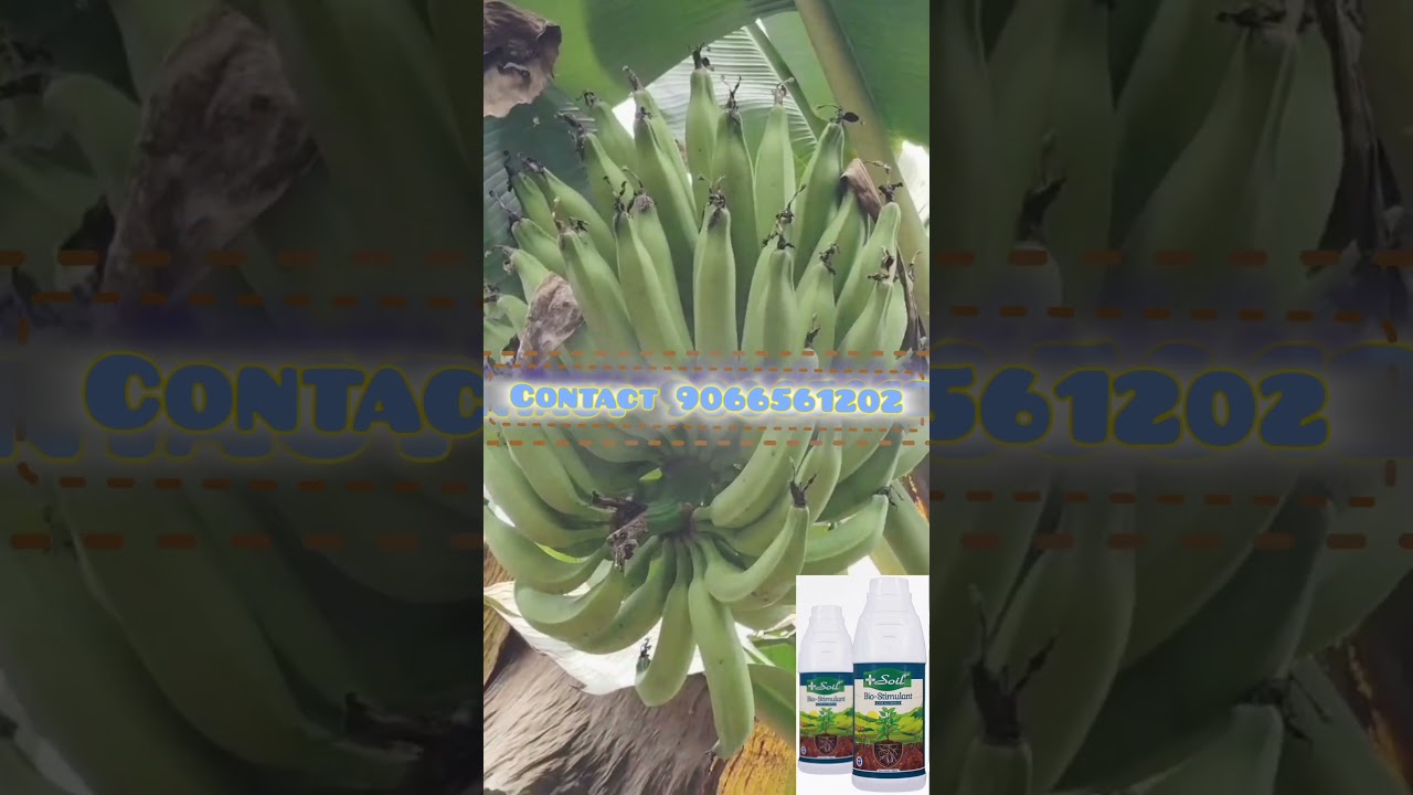 #Dr.Soil Soil Regenerator Banana sustainable farming