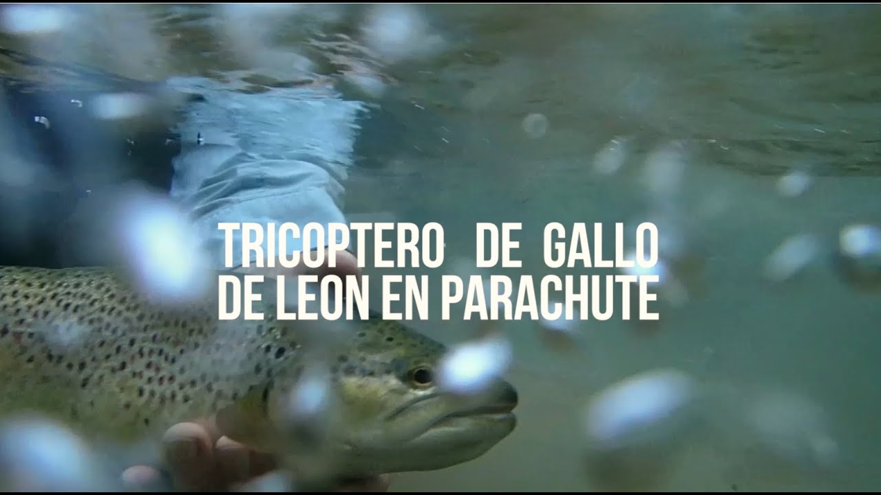 tricoptero en gallo de león