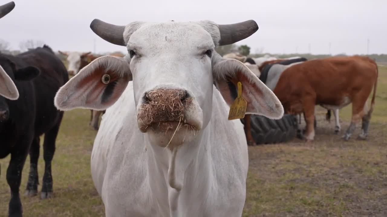 How South Texas ranchers keep livestock warm during cold snaps