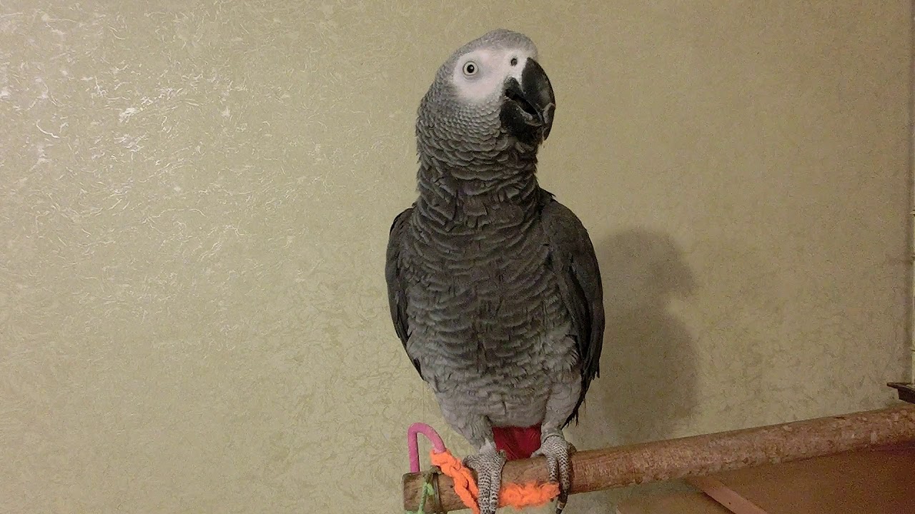 Жан наш возмужал ;-)