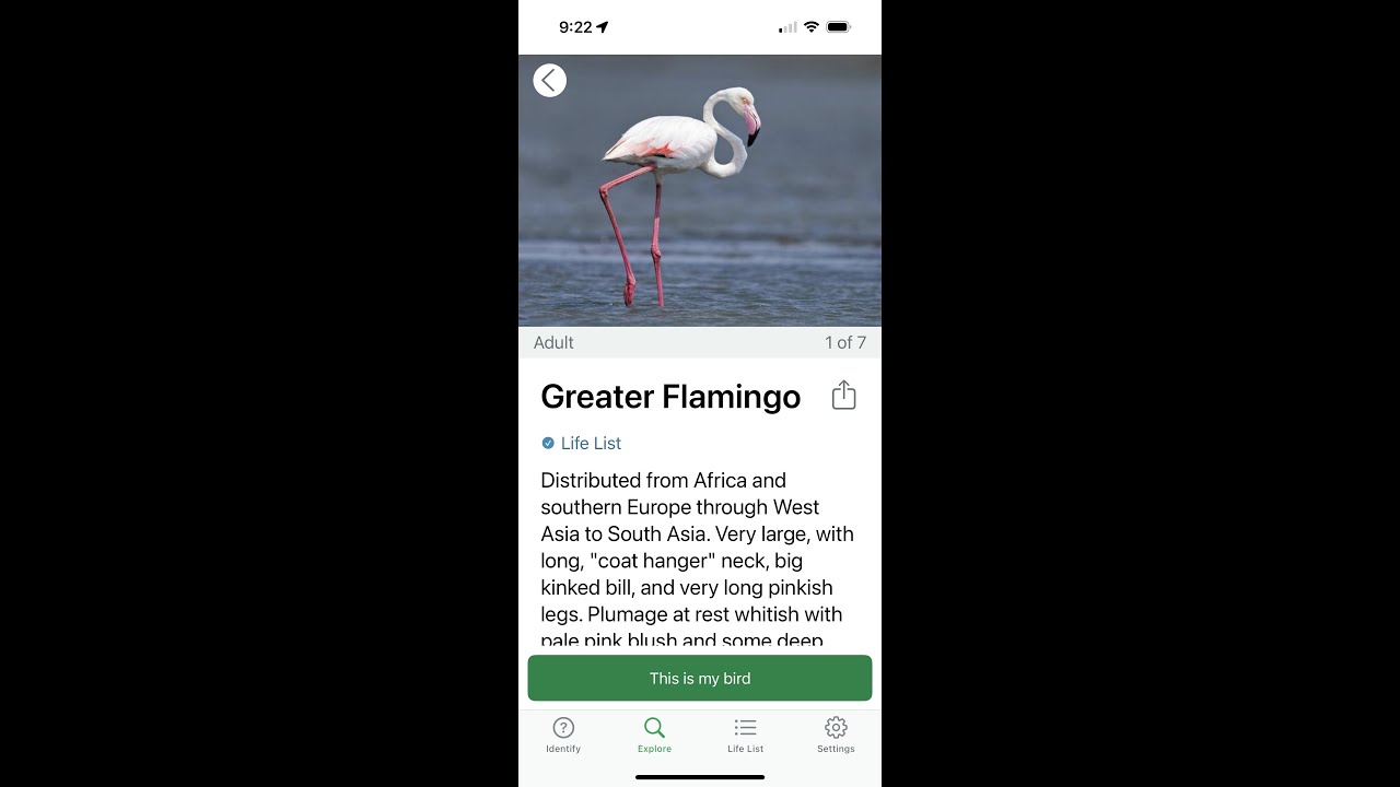 Birds of Camargue. #Flamingos, #Pinkflamingo, #FlamingosFrance