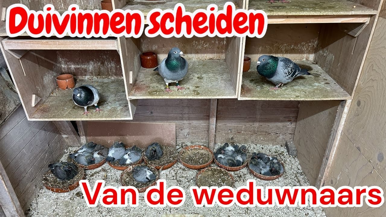 Duivinnen scheiden van de weduwnaars | Postduiven 2026 |
