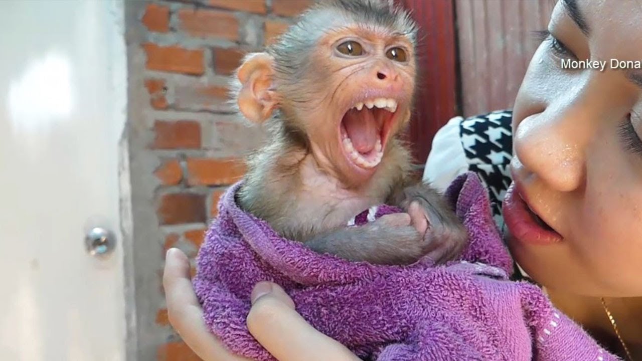 Monkey baby Donal Always Like This After Take A Bath