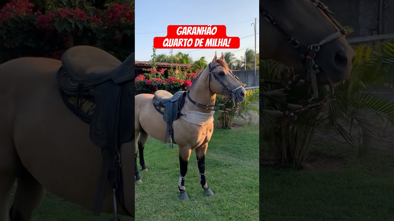 Garanh&atilde;o quarto de milha puro que cavalo lindo e bem cuidado!❤️🐎🥰🫶👏🏻👏🏻🤩🏇🏻🏡🎶