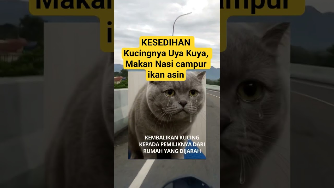 Kasihan Luh cing #kucingimut #uyakuya #demodpr #jarahrumahdpr #flyxo