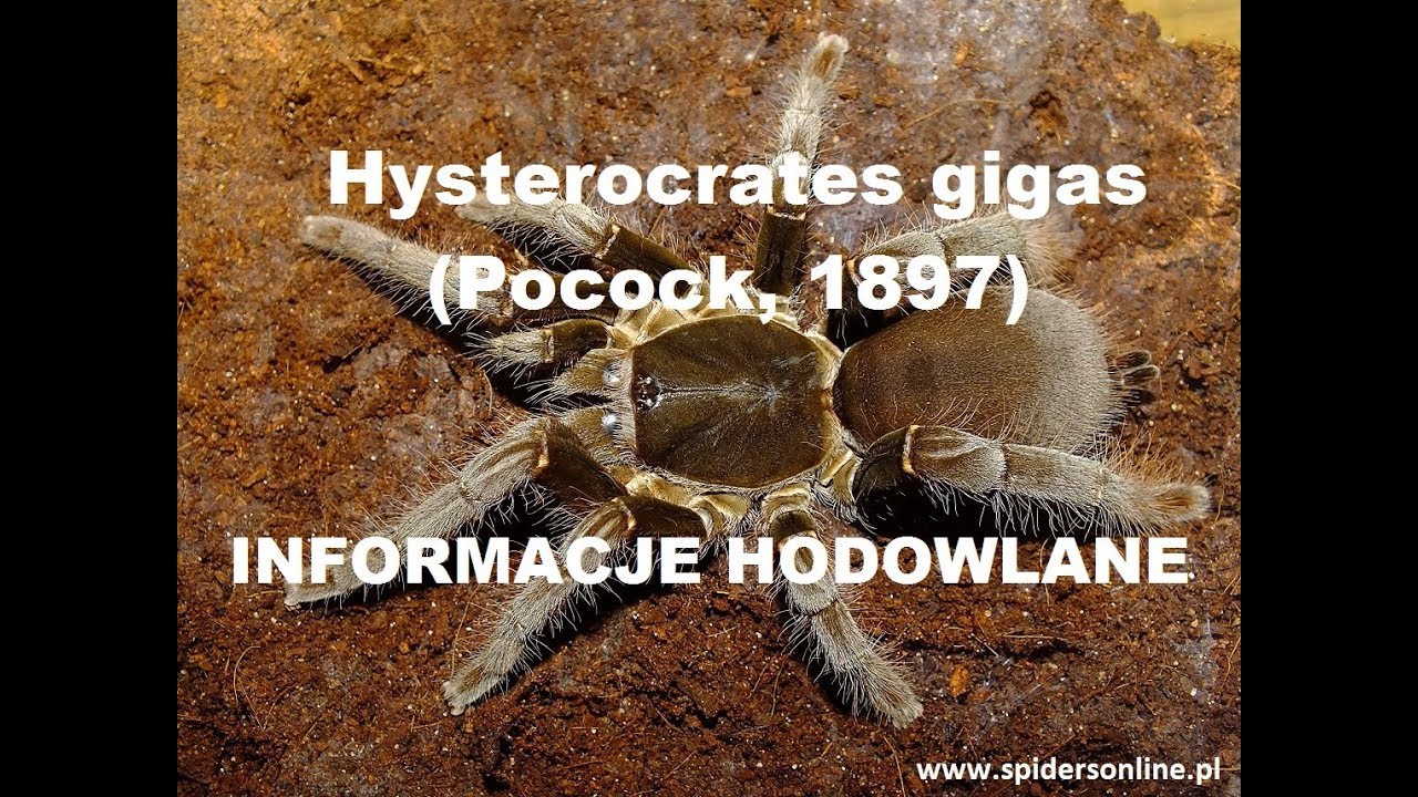 Hysterocrates gigas 🕷 informacje - hodowla grupowa - karmienie - spidersonline.pl