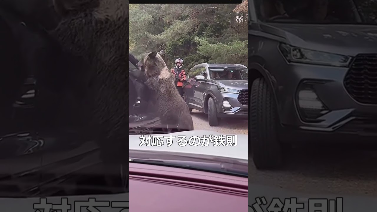 クマに遭遇した時にNG行動