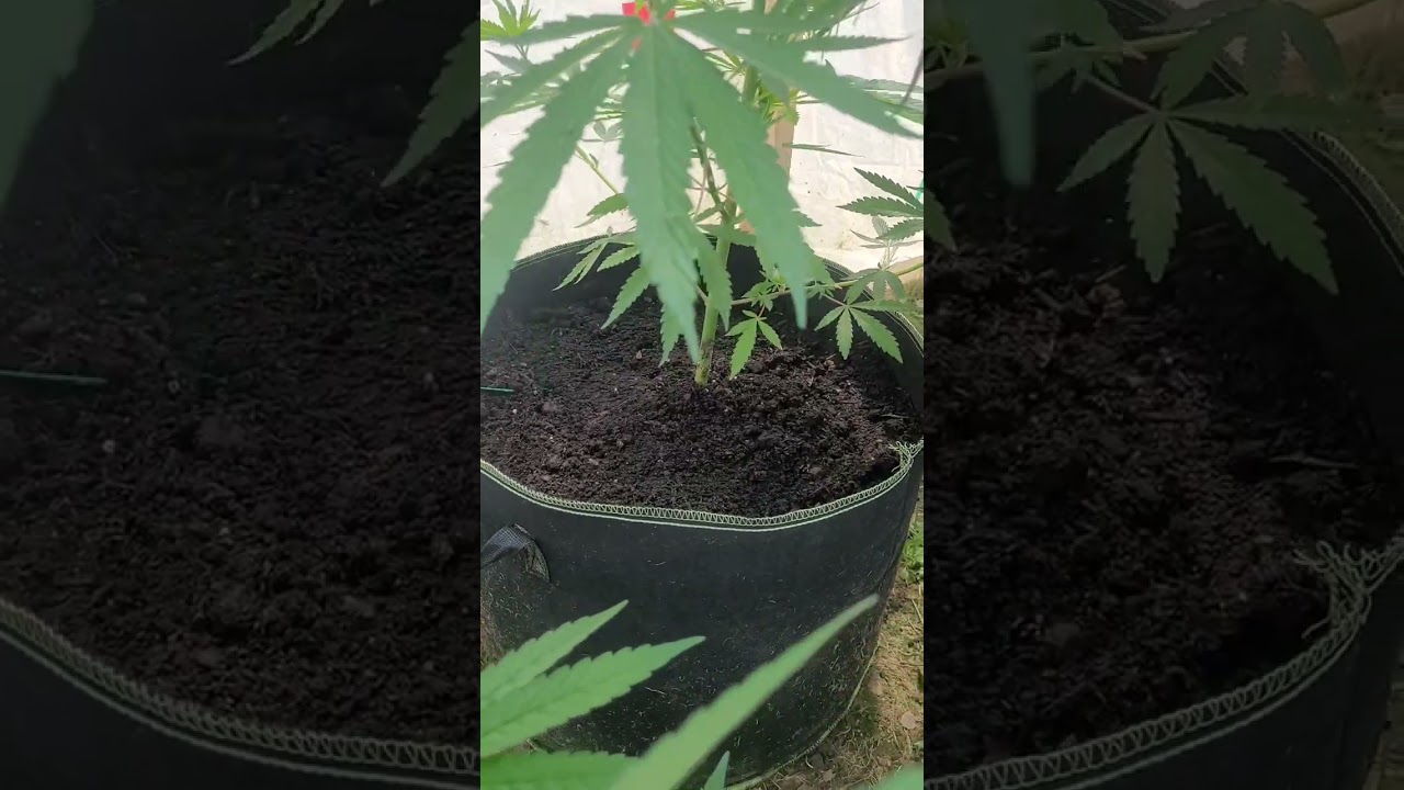 Growing Potential Monster Cannabis Plants, June 18,2024 Update, top scrog has been breached at 6.5'
